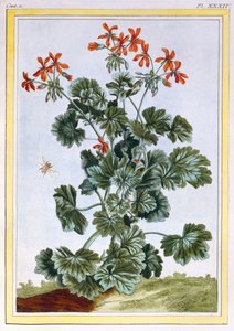 Cranesbill florido amarelo, c.1776 (gravura colorida à mão)
